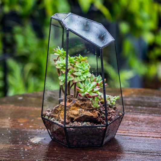 Geometric Glass Terrarium